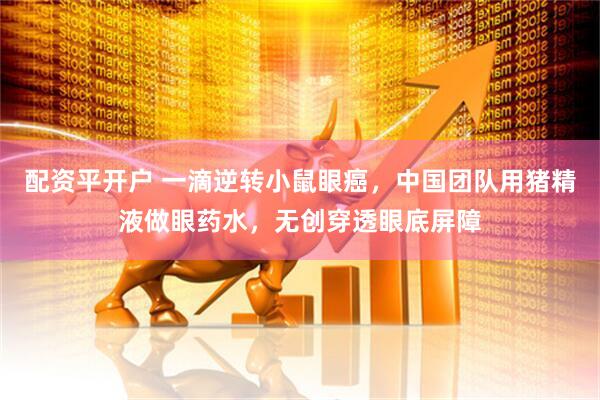 配资平开户 一滴逆转小鼠眼癌，中国团队用猪精液做眼药水，无创穿透眼底屏障